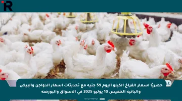 حصريًا أسعار الفراخ الكيلو اليوم 59 جنيه مع تحديثات أسعار الدواجن والبيض والبانية الخميس 10 يوليو 2025 في الأسواق والبورصة
